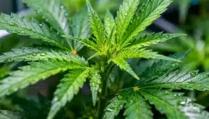 Hoja de CBD Mexican (1:1) con gotas de agua sobre hojas verdes sanas en fase vegetativa..