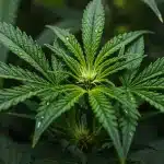 Hoja de CBD Shishkaberry X Candida (1:2) con gotas de agua y estructura sativa.