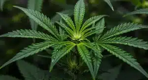 Hoja de CBD Shishkaberry X Candida (1:2) con gotas de agua y estructura sativa.