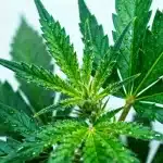 Hojas de cannabis CBD Strawberry (1:25) con gotas de agua y brotes jóvenes en crecimiento saludable.