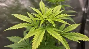 Deficiencia de magnesio vs clorosis en cannabis: planta sana.