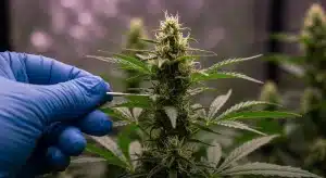 Medición de Brix en cogollo de cannabis.