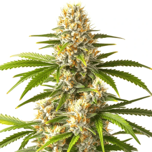 cogollo de cannabis Pineapple Fruz x Permanent Marker con pistilos anaranjados y tricomas