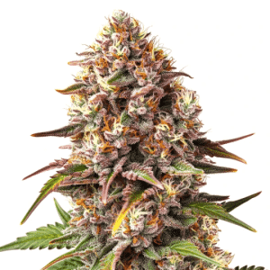 Planta de cannabis Piñata en floración con cogollos resinosos y colores verdes, púrpuras y naranjas