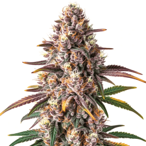 Planta de cannabis Pink Champagne en floración con cogollos densos, tonos rosados y pistilos anaranjados
