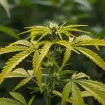 Cómo diagnosticar hojas amarillas en el cannabis en floración.