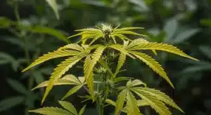 Cómo diagnosticar hojas amarillas en el cannabis en floración.