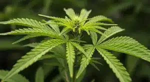 El exceso de riego puede causar clorosis en el cannabis en hojas jóvenes.