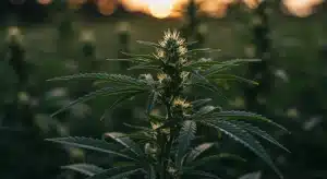 Cogollo de cannabis: savia de planta en floración exterior.