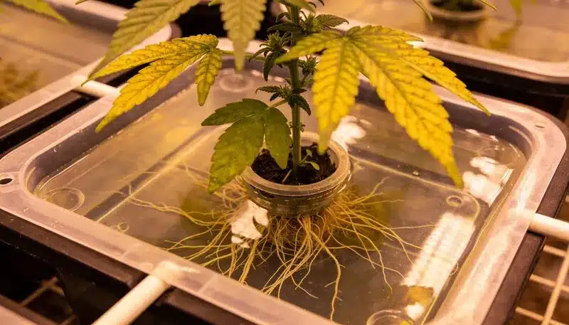 Planta de cannabis en hidroponía con raíces visibles y hojas amarillas, ejemplo claro de clorosis en cannabis: suelo vs hidroponía por desequilibrios de pH, EC o bloqueo de nutrientes en solución.