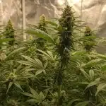 Plantas de CBD Strawberry (1:30) en cultivo interior con cogollos densos y estructura uniforme en floración.