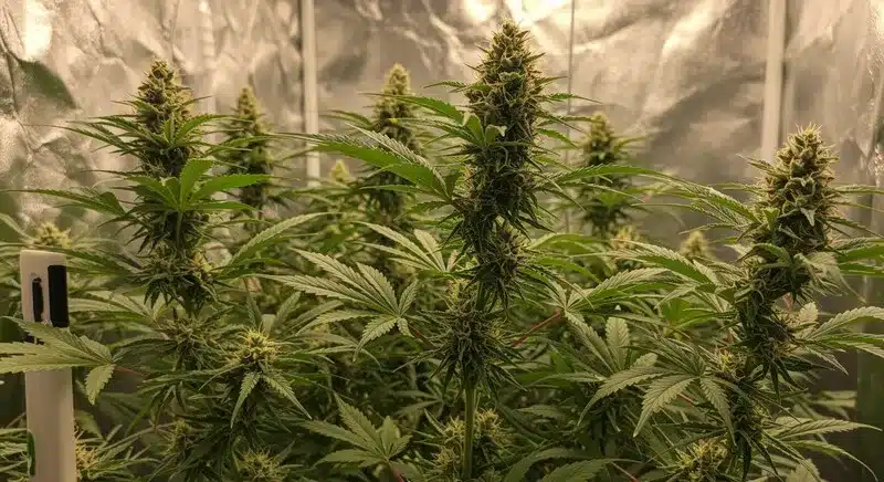 Plantas de CBD Strawberry (1:30) en cultivo interior con cogollos densos y estructura uniforme en floración.