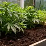 Plantas de cannabis Cheese cultivadas en suelo con hojas verdes y estructura compacta en fase vegetativa.