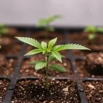 Plántulas de CBD Super Kush (1:15) creciendo en bandejas de cultivo durante la fase inicial.