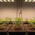 Plántulas de CBD Very Cherry Berry en cultivo interior bajo luces LED con crecimiento uniforme en macetas.