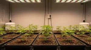 Plántulas de CBD Very Cherry Berry en cultivo interior bajo luces LED con crecimiento uniforme en macetas.