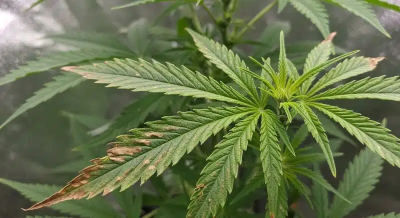 Cómo afecta la humedad al color de las hojas de cannabis.