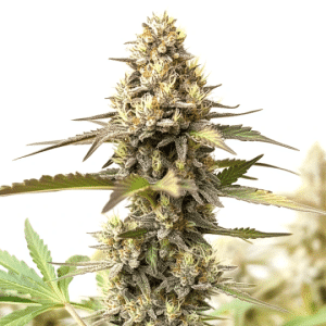 flor de cannabis Studio 54 x Permanent Marker rica en tricomas