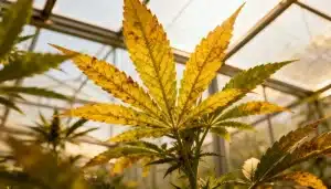 Señales de estrés y clorosis en el cannabis en hojas.