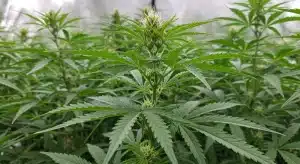 Importancia del Brix para el crecimiento del cannabis en cultivo.