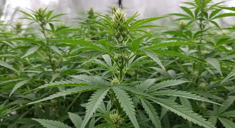 Importancia del Brix para el crecimiento del cannabis en cultivo.