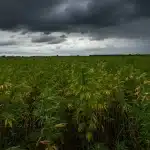 Cultivo Cinderella 99 x Somango con hojas amarillas bajo cielo tormentoso.