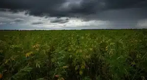 Cultivo Cinderella 99 x Somango con hojas amarillas bajo cielo tormentoso.