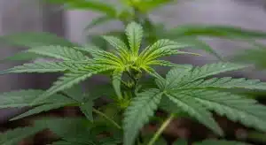 Planta de cannabis sana con alto potencial de Brix y calidad en la cosecha.