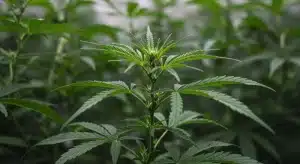 Planta de cannabis en fase vegetativa con posible Brix bajo por crecimiento lento.