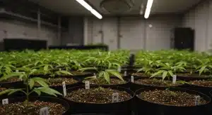 Plántulas de Chocolate Mint Regular en macetas bajo cultivo interior con iluminación controlada.