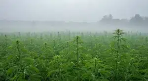 Cultivo Cinderella 99 x Taskenti en exterior con humedad y niebla matinal.