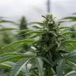 Brix ideal para cogollo de cannabis sano.
