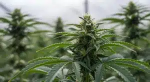 Brix ideal para cogollo de cannabis sano.
