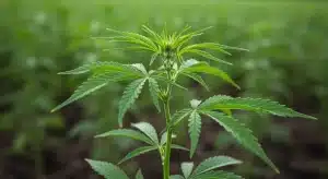 Cream Auto planta de cannabis en crecimiento hojas verdes detalladas.