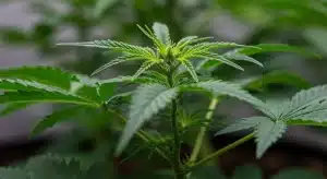 Planta de cannabis en crecimiento con condiciones óptimas para alta producción de resina y Brix.