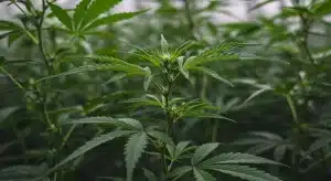 Planta de cannabis en fase vegetativa con posible Brix bajo por crecimiento lento.