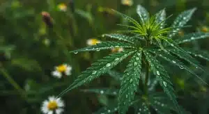 Critical 2.0 Auto hojas de cannabis con gotas de agua.