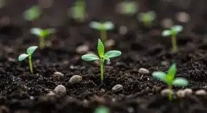 Critical Bubba Kush plántulas cannabis germinación en suelo.