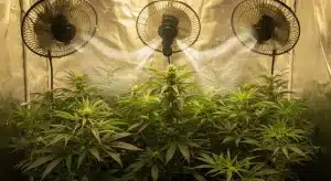 Cultivo de Cherry AK en interior con ventiladores activos que optimizan la circulación de aire y el desarrollo.