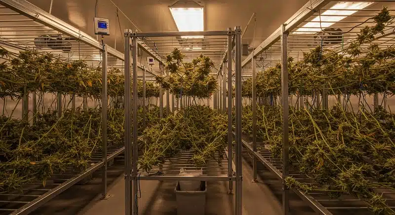 Sala de cultivo indoor de Cherry AK con plantas colgadas en fase de secado, equipada con estructuras metálicas y control ambiental. Proceso profesional de postcosecha.