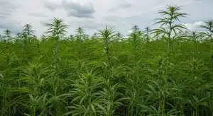 Plantas altas de cannabis Cinderella 99 x Amnesia Haze en cultivo denso.
