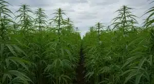 Cultivo denso Cinderella 99 Fast Version en exterior con plantas altas de cannabis.