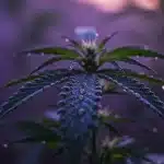 Hoja de cannabis con gotas de agua en condiciones de baja luz asociadas a niveles bajos de Brix.