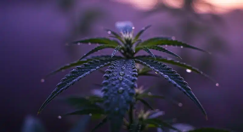 Hoja de cannabis con gotas de agua en condiciones de baja luz asociadas a niveles bajos de Brix.