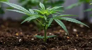Planta de cannabis en crecimiento con niveles de Brix relacionados con calidad pero no con THC directo.