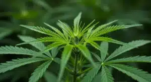 Planta de cannabis usada en estudios de genética molecular.
