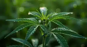 Hoja de cannabis con gotas de agua: planta sana y alto potencial de Brix.