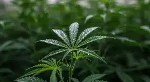 Condiciones climáticas Brix: hojas de cannabis con rocío.
