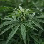 Clorosis en plántulas de cannabis vs planta sana.