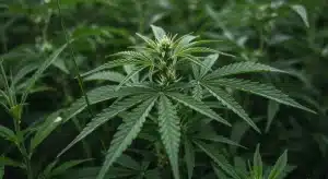 Clorosis en plántulas de cannabis vs planta sana.